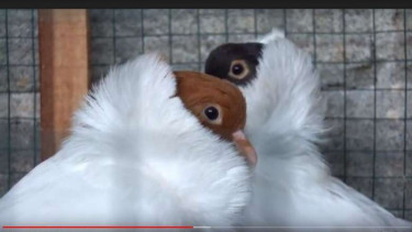 Burung merpati hias. (Foto ilustrasi).