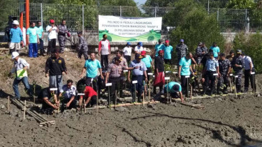 Penanaman 50 ribu mangrove di areal terdampak proyek Pelabuhan Benoa.