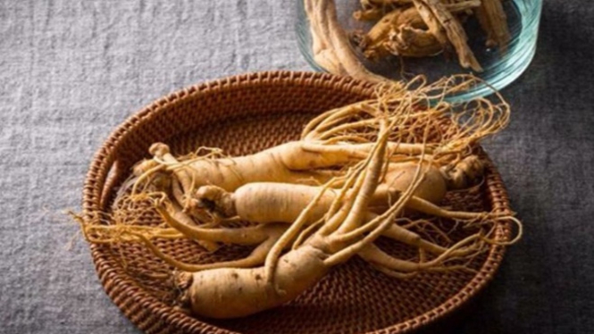 Tanaman Ginseng