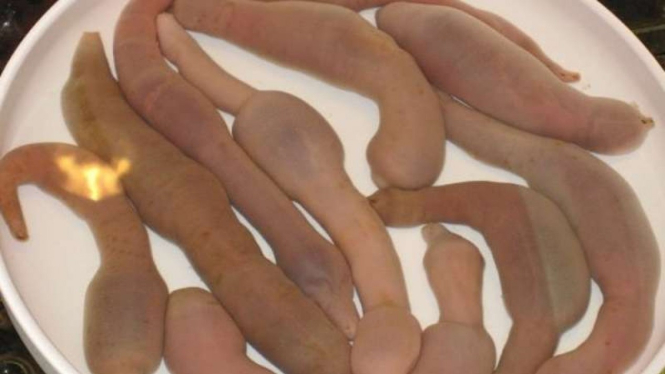Gaebuli atau ikan penis