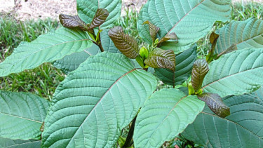 Kratom