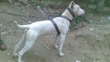 Anjing Belgia Malionis 