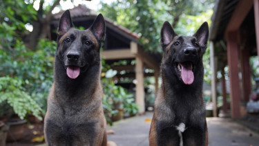 Anjing Malinois milik Bima Aryo.