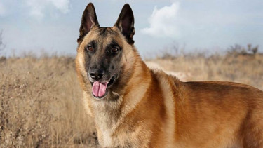 Anjing Malinois Belgia