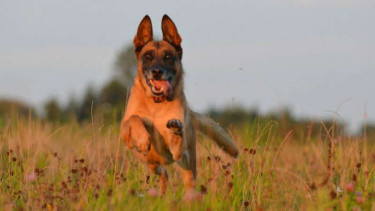Belgian Malinois