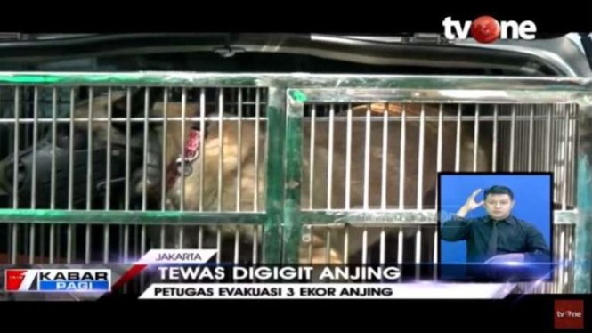 Anjing Belgian Malinois gigit seorang asisten rumah tangga hingga tewas. 