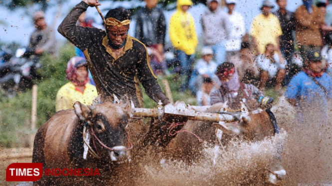 Kerapan sapi brujul, di Kota Probolinggo, Jawa Timur. (FOTO: Ryan H/TIMES Indonesia)