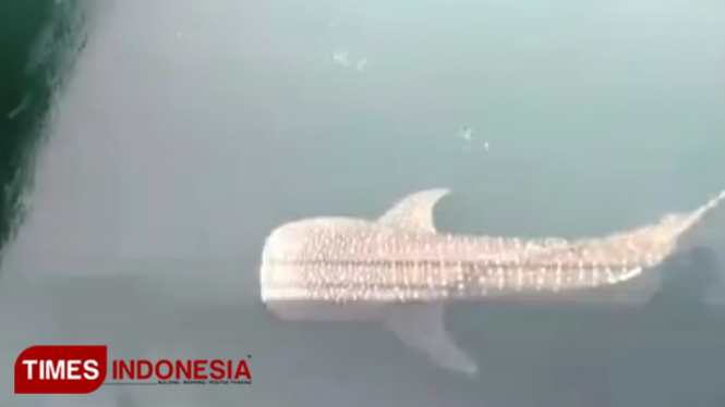 Penampakan hiu tutul di kanal PLTU Paiton. (FOTO: Istimewa for TIMES Indonesia)
