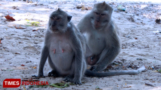 Ilustrasi monyet yang melintas dan menabrak dua pengendara di Banyuwangi. (Foto: Roghib Mabrur/TIMES Indonesia)