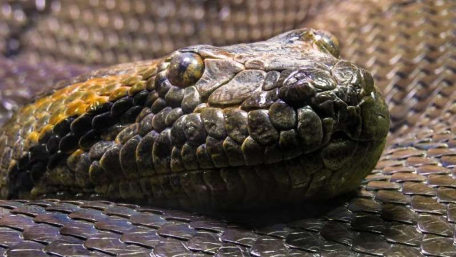 Ilustrasi anaconda