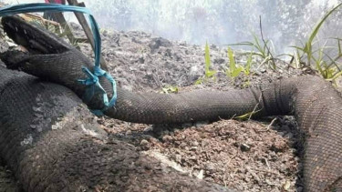 Ular terpanggang dampak kebakaran hutan Kalimantan
