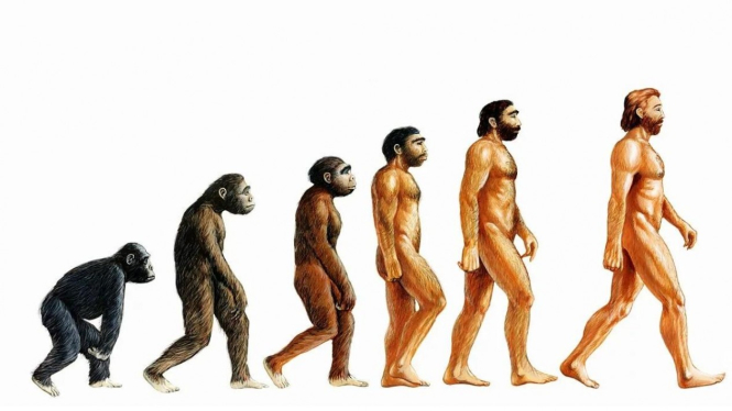 Teori Evolusi Tidak Pernah Mengatakan Manusia Keturunan Kera.