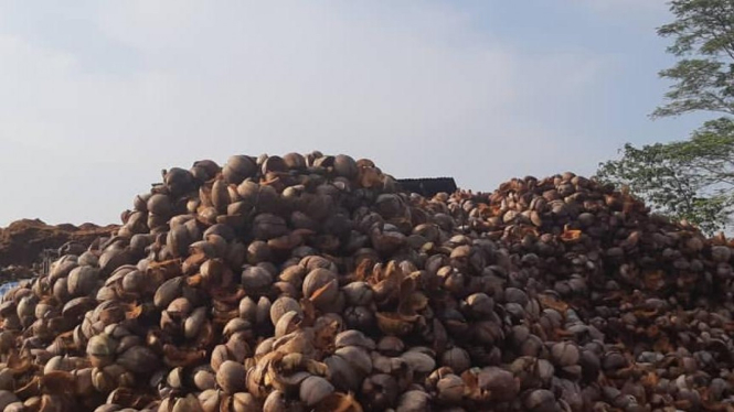 Manfaat sabut kelapa