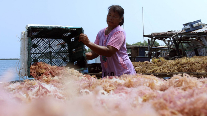 Budidaya Rumput Laut di Pulau Panggang