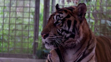 Harimau Palas di pusat rehabilitasi Harimau Sumatera Dharmasraya (PR-HSD).