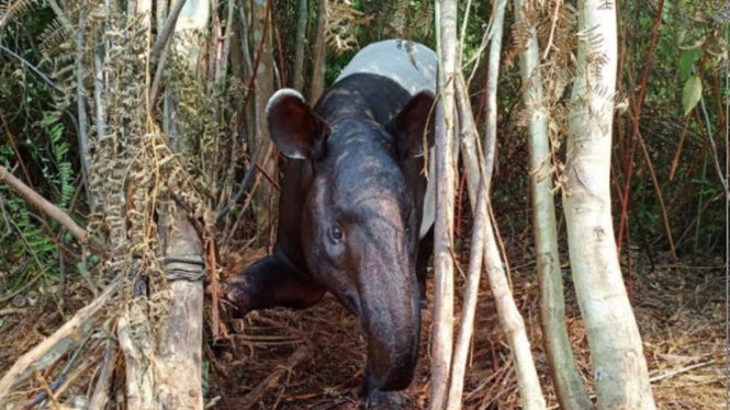 Tapir terjerat perangkap liar 