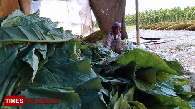 Seorang petani tembakau di Kabupaten Probolinggo, sedang melipat daun tembakau dan menjemur tembakaunya. (FOTO: Dicko W/TIMES Indonesia)