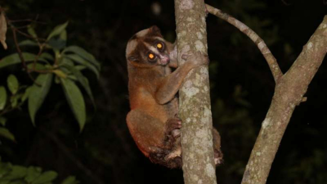 Kukang Jawa atau Nyticebus Javanicus 