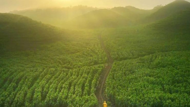 Bukit Teletubis GunungKidul