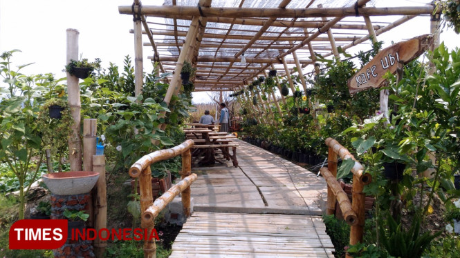Ubi menjadi sajian utama dan gratis bisa dinikmati wisatawan yang berkunjung ke Kota Batu. (FOTO: Muhammad Dhani Rahman/TIMES Indonesia)Â