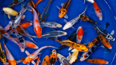 Jual Ikan Koi