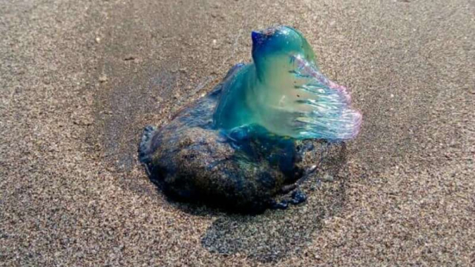 Penampakan ubur-ubur Bluebottle