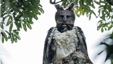 Elang harpy yang dibilang mirip manusia