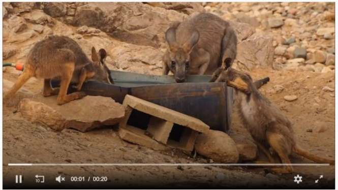 Kanguru minun dari titik minum di Cagar Alam Arkaroola di Australia Selatan