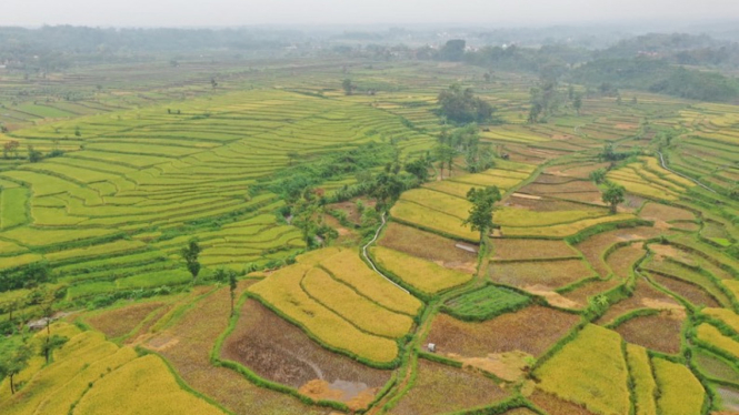 Lahan pertanian.