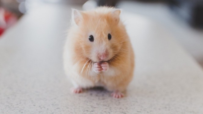 hamster