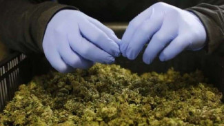 Naufal Samudra Beli Liquid Ganja Seharga Rp800 Ribu Lewat Online