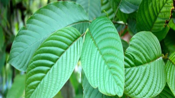 Ilustrasi Daun Kratom
