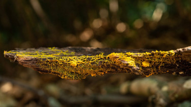 Gumpalan organisme, Physarum polycephalum