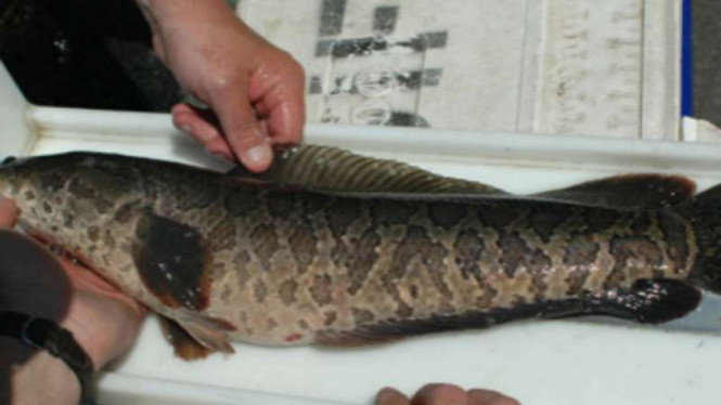Ikan gabus