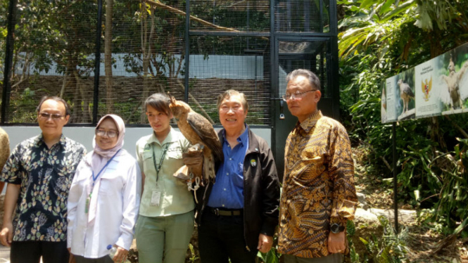 Elang Jawa terancam punah