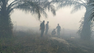 Kebakaran lahan di Siak