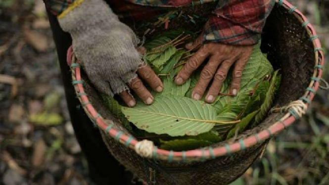 Daun Kratom.