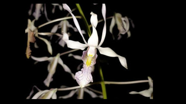 Dendrobium nagataksaka, anggrek berkepala naga