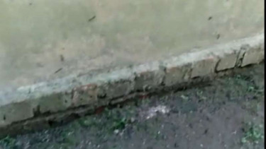 Ulat serang rumah warga di Jambi.