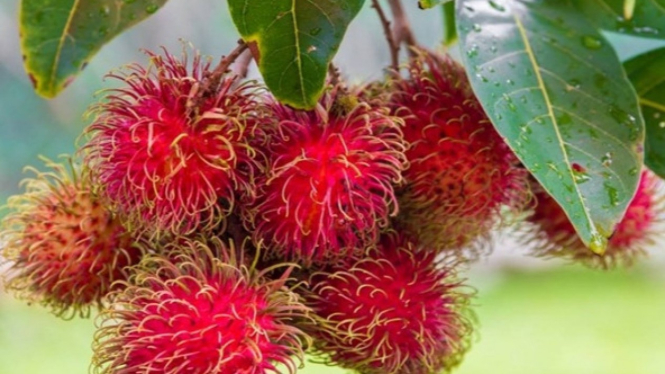 Buah Rambutan
