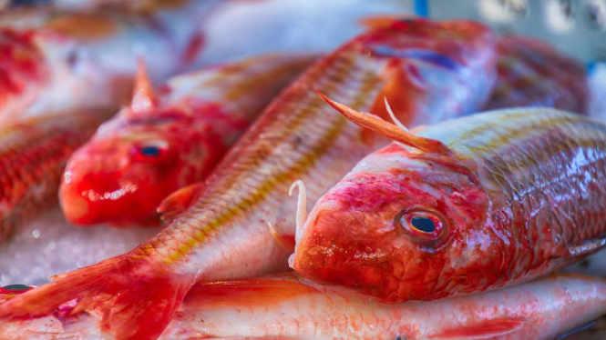 Ikan Mas