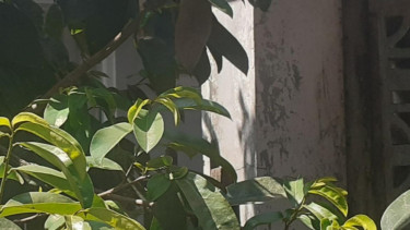 Daun sirsak muda
