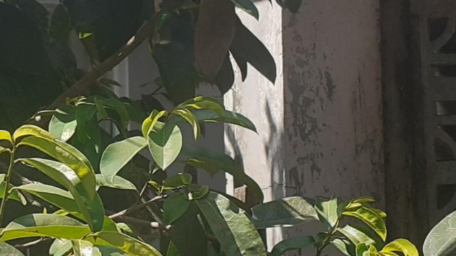 Daun sirsak muda