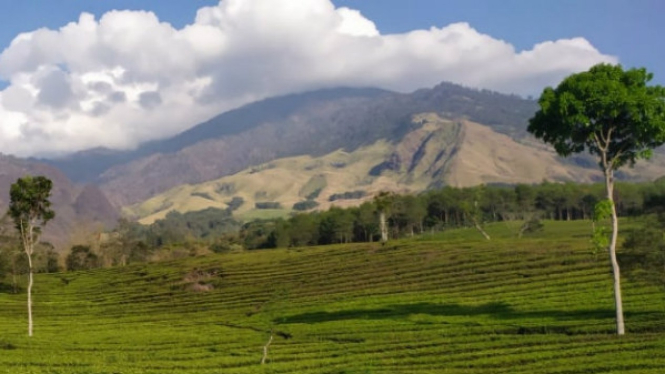 Bukit Kuneer Wonosari, Wisata Kebun Teh di Lereng Gunung Arjuno 