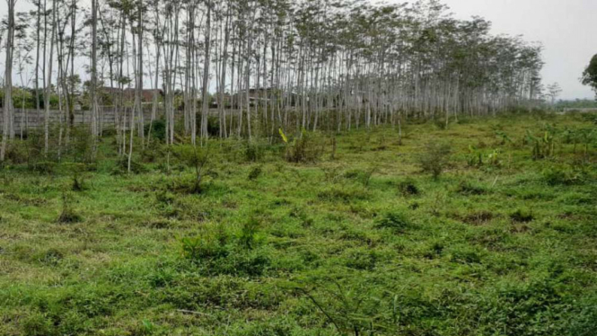 Lahan PT Lotte Grosir terbengkalai akibat izin investasi yang terhambat.