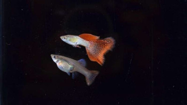 Ikan Guppy