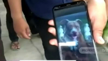 Foto anjing jenis pitbull yang menyerang seorang wanita di Makassar.