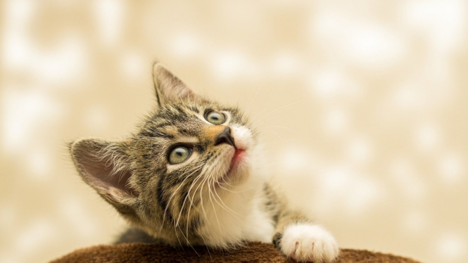 Ilustrasi kucing.