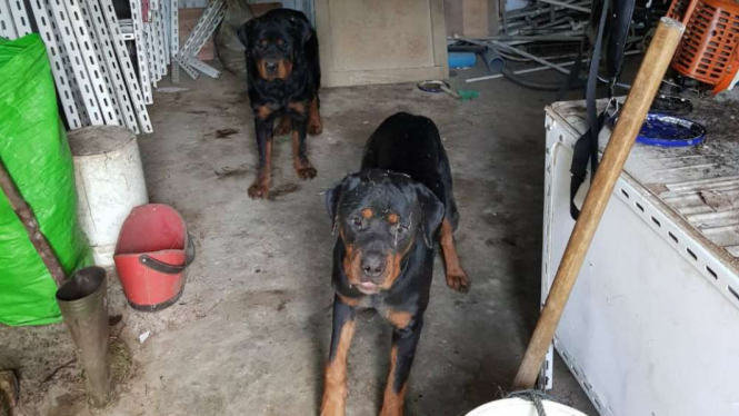 Anjing penjaga jenis Rottweiler