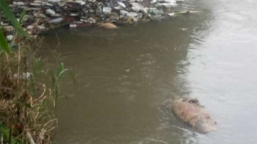 Lokasi Pembuangan Bangkai Babi di Deli Serdang.